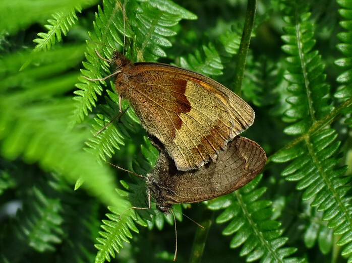 Meadow Brown, Burrator, Devon