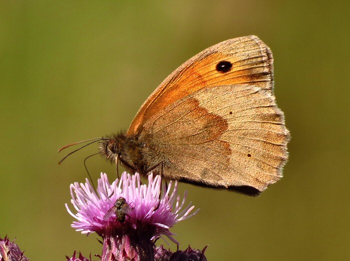 Meadow Brown, Saltram, Devon