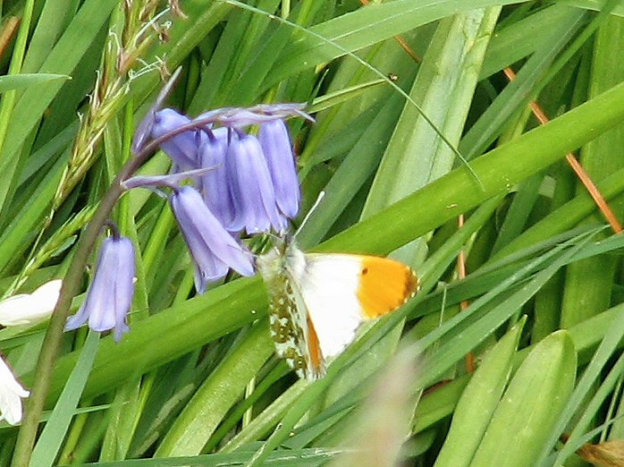 Orange Tip