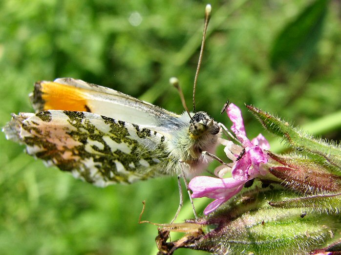 Male Orange Tip - Slapton Ley