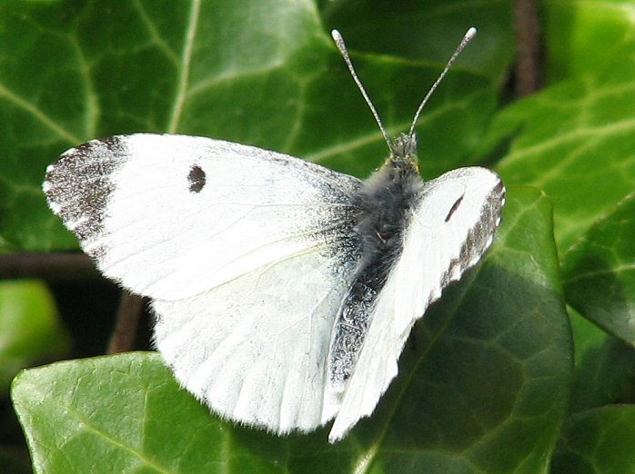 Female Orange Tip - Whitsands