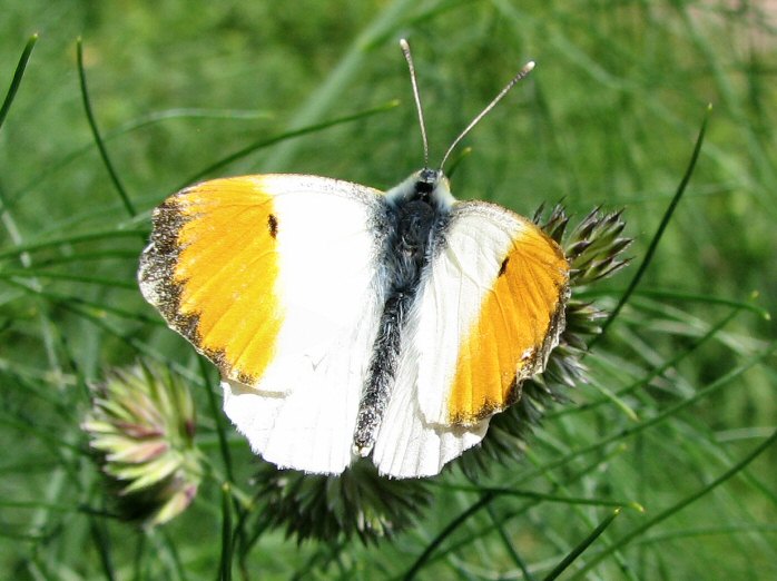 Male Orange Tip - Slapton Ley