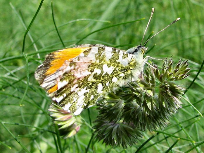 Male Orange Tip - Slapton Ley