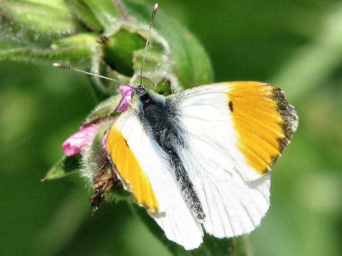 Male Orange Tip - Slapton Ley