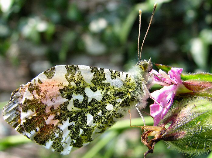 Male Orange Tip - Slapton Ley