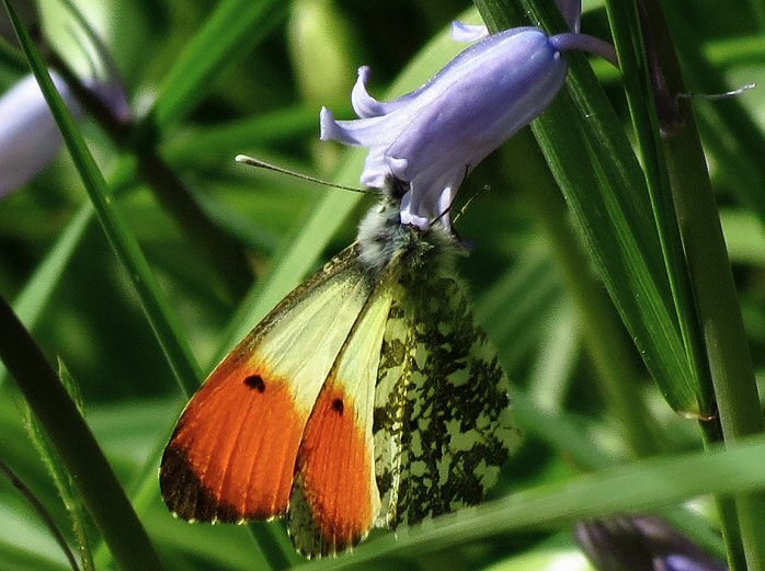 Orange Tip