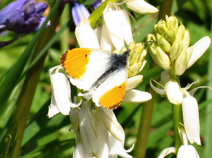 Orange Tip