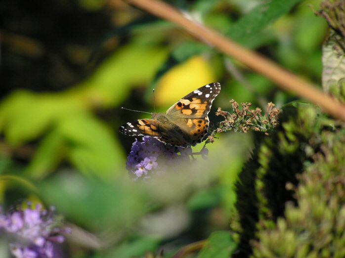 Painted Lady, Plymouth Hoe