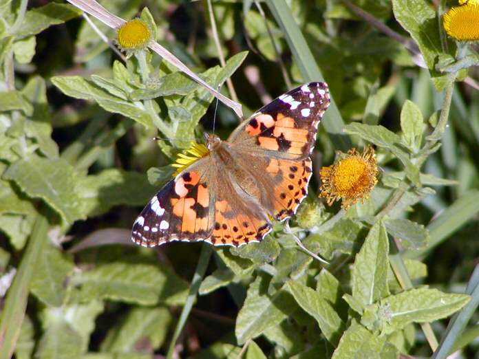 Painted Lady, Bedruthan Steps