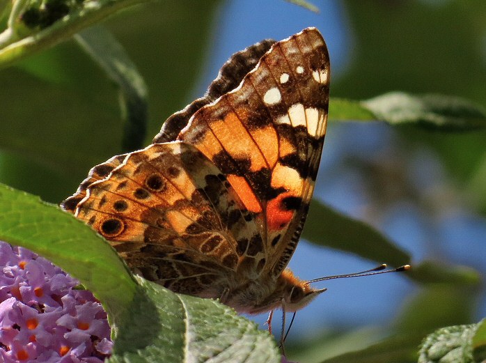 Painted Lady, Rame