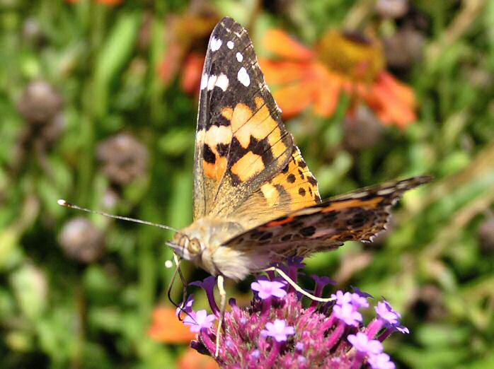 Painted Lady, Cotehele Gardens