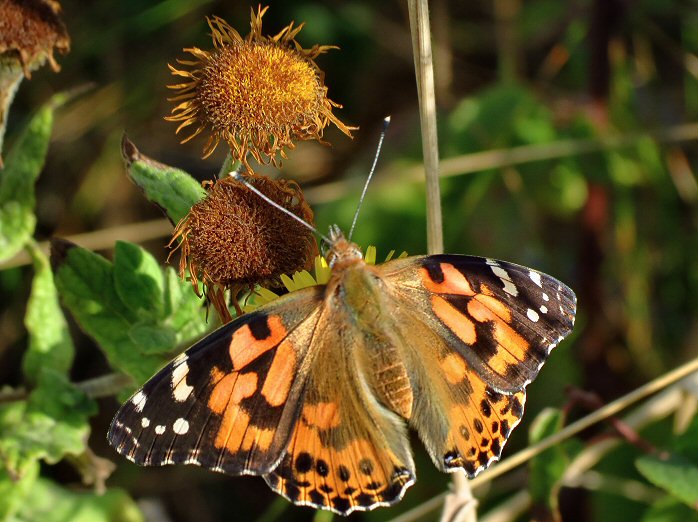 Painted Lady - Wembury