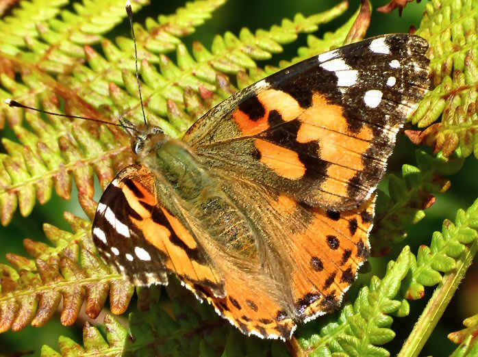 Painted Lady, Wembury