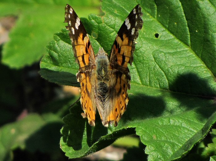 Painted Lady, Slapton Sands