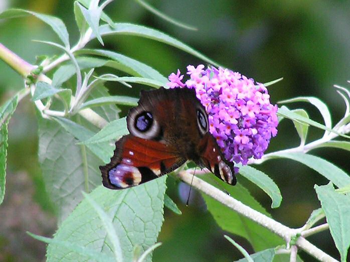 Peacock - Cotehele Gardens