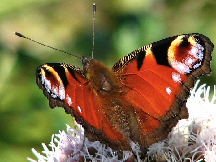 Peacock - Glebe Cliffs