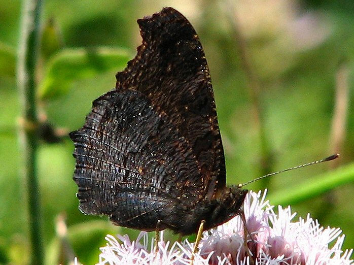 Peacock - Glebe Cliffs