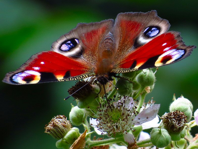 Peacock - Cotehele Woods