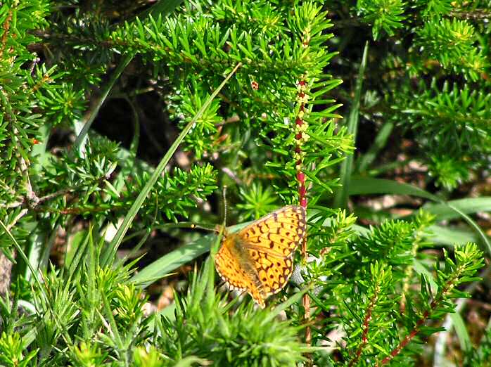 Small Pearl-bordered Fritillary