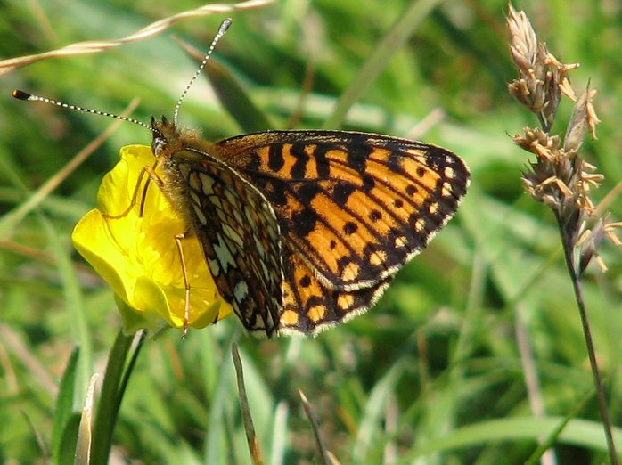 Small Pearl-bordered Fritillary