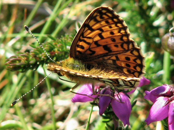 Small Pearl-bordered Fritillary