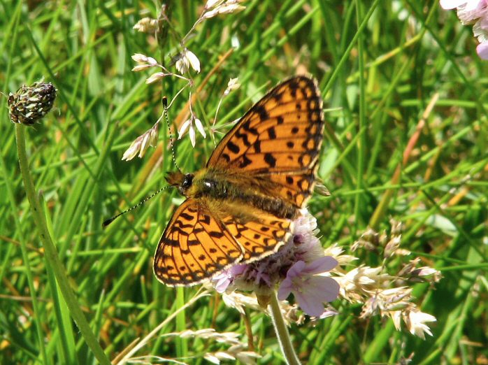 Small Pearl-bordered Fritillary