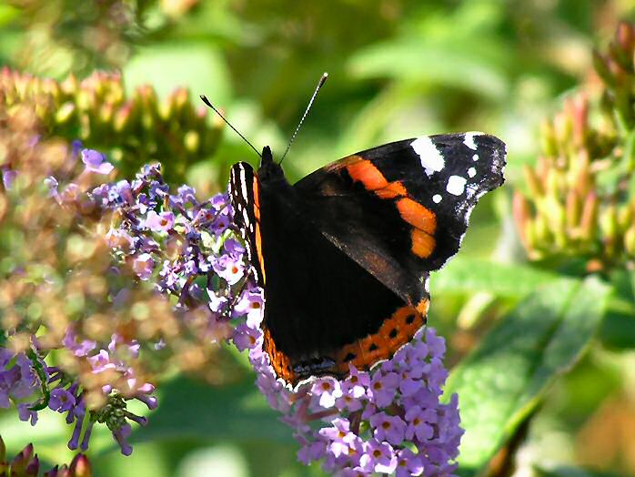 Red Admiral, Plymouth Hoe