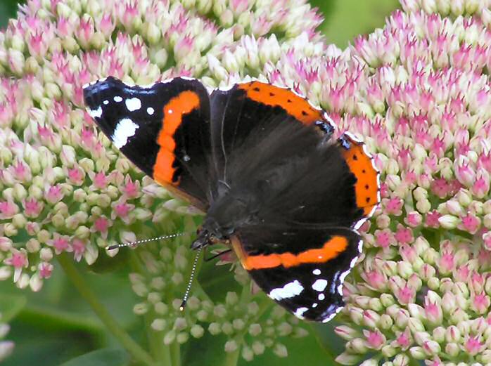 Red Admiral, Cotehele Gardens