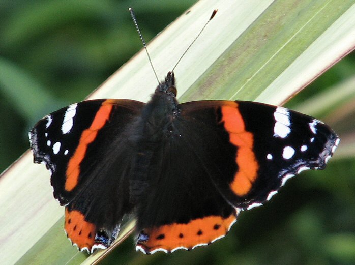 Red Admiral, Slapton Ley