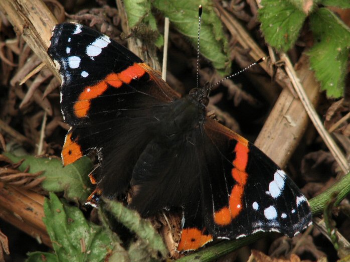 Red Admiral, Slapton Ley