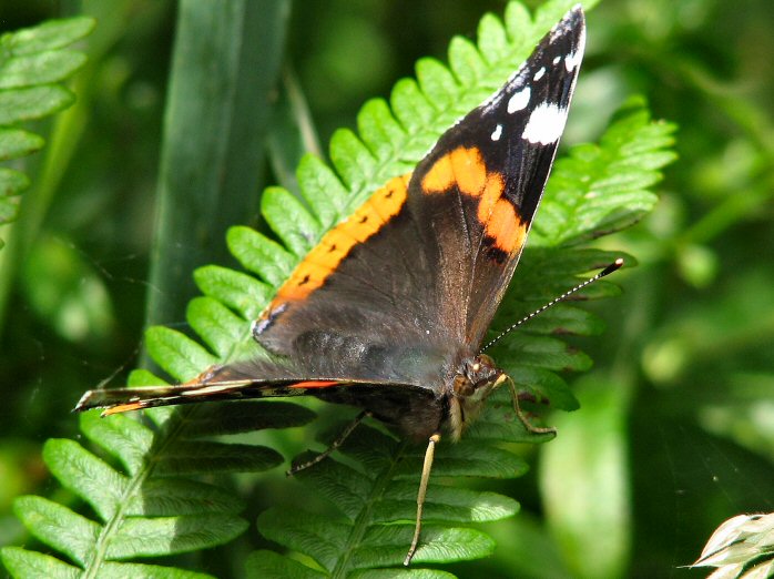 Red Admiral, Slapton Ley