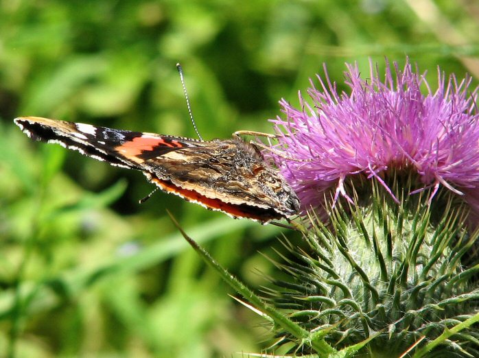 Red Admiral - Whitsand