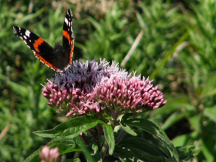 Red Admiral - Glebe Cliffs