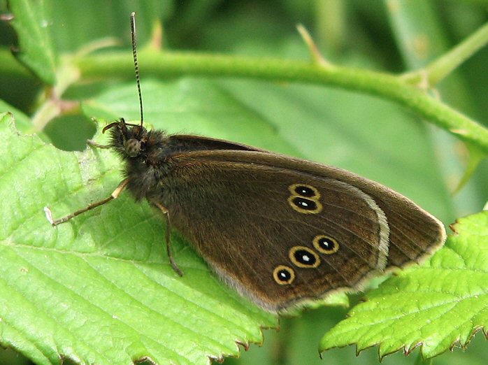 Ringlet - Whitsands