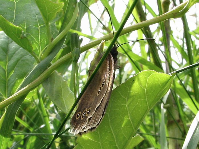 Ringlet - Whitsands