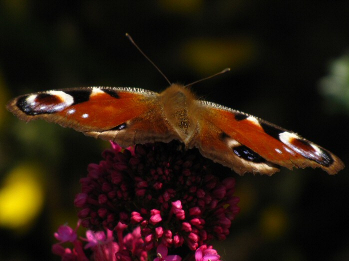 Peacock - Slapton Ley