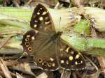 Speckled Wood, Slapton Ley