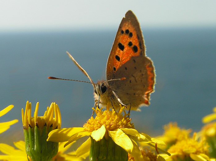 Small Copper, Glebe, North Cornwall