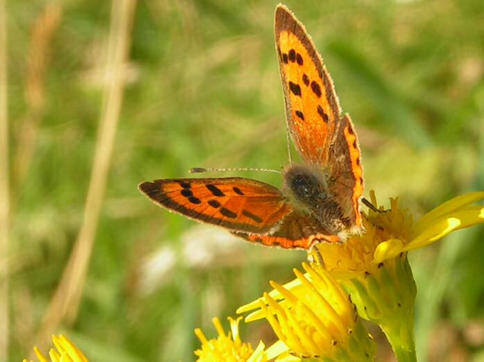 Small Copper, Glebe, North Cornwall