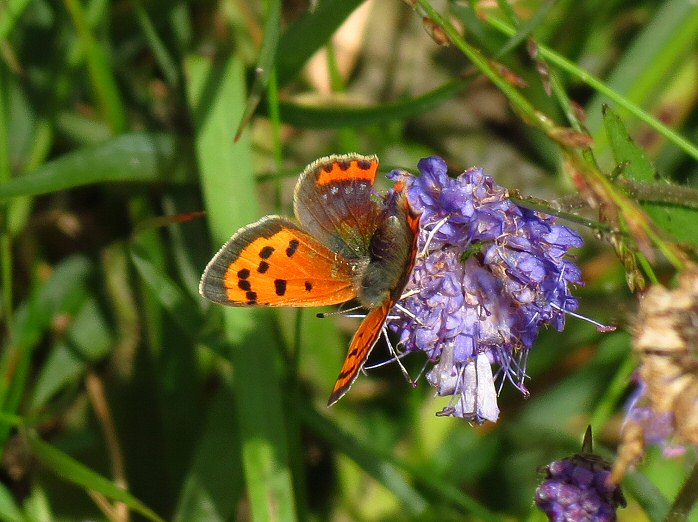 Small Copper - Dartmoor