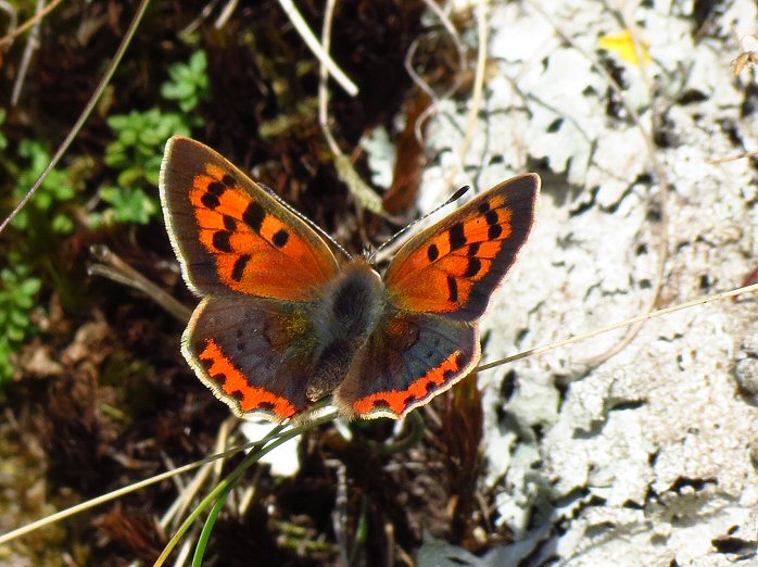 Small Copper - Dartmoor