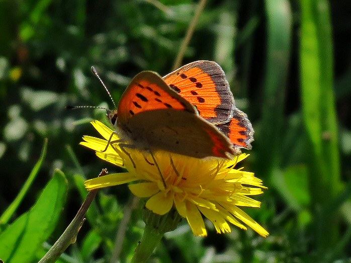 Small Copper - Wembury