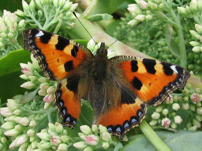 Small Tortoiseshell, Cotehele