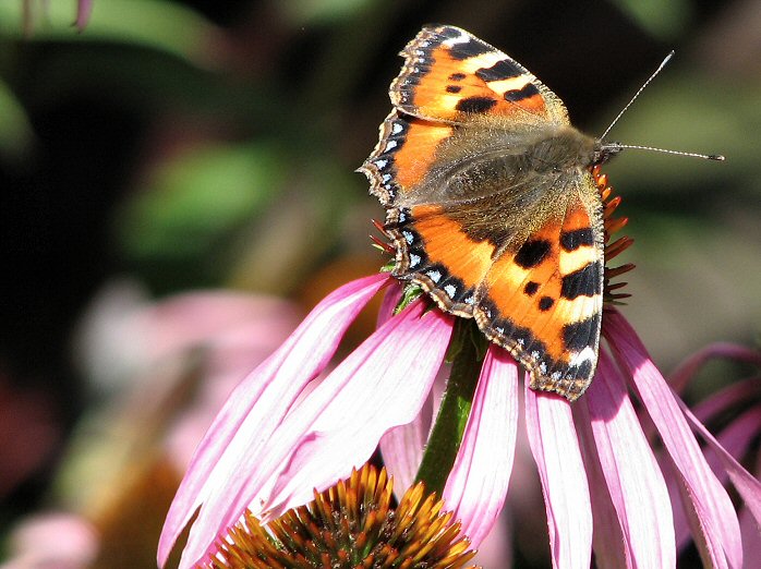 Small Tortoiseshell, Cotehele