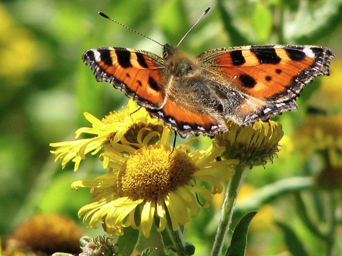 Small Tortoiseshell, Rame Head