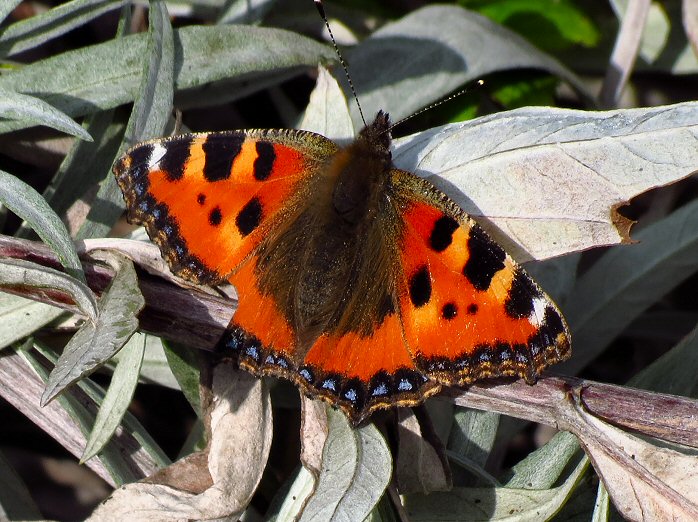 Small Tortoiseshell, Cotehele