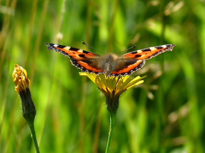 Small Tortoiseshell, Dartmoor