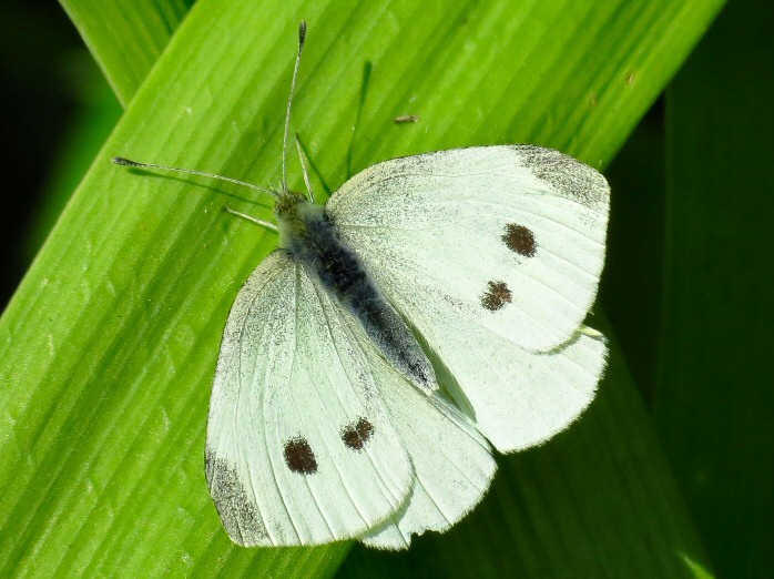 Small White, Cotehele Gardens