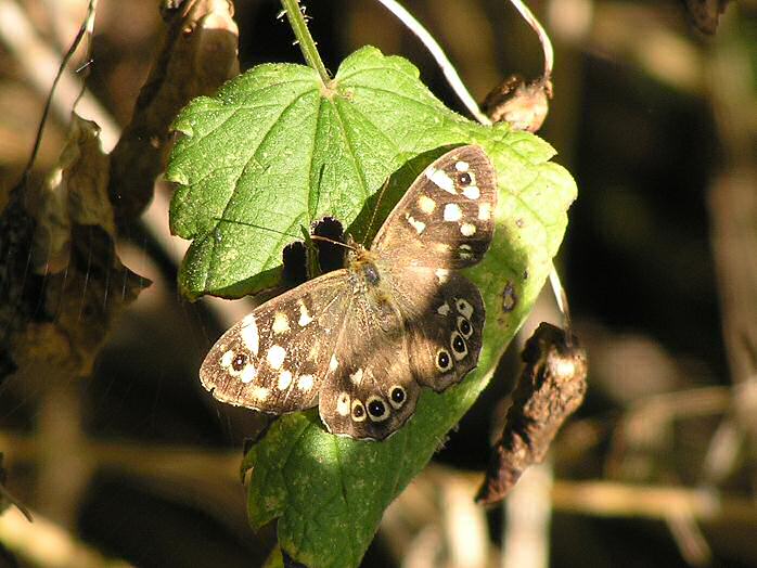 Speckled Wood, Slapton Ley, Devon