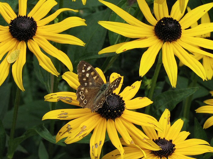 Speckled Wood, Cotehele